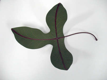 Reclining Leaf
2004
maquette for proposed bronze fabrication
MTA Arts for Transit